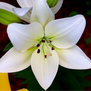 Unlisted For Posh Show